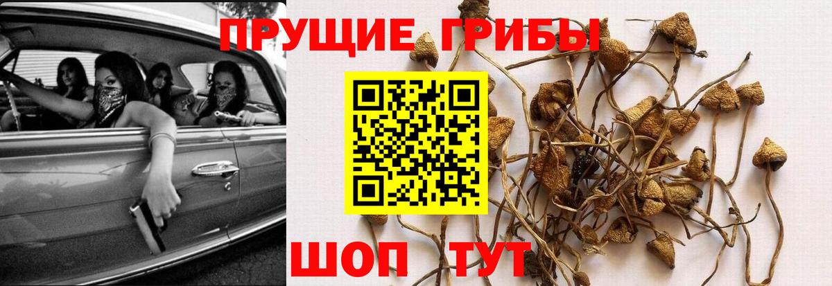 Псилоцибиновые грибы Psilocybe Осинники